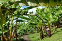 Victime des changements climatiques : Les producteurs de bananes de Tamba  lancent un cri du cœur 