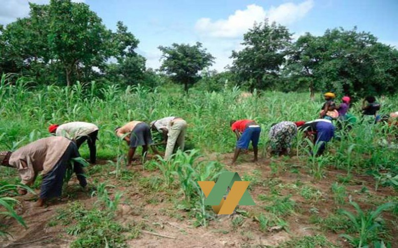 SénégalAgriculture  20 Milliards additionnels seront investis dans le