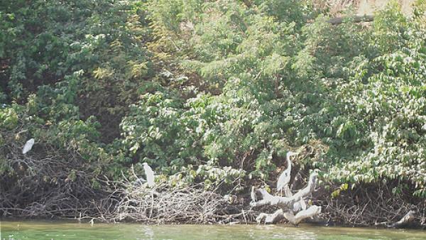 ​La Chine pille les forêts de la Casamance, alerte Ali Haïdar 