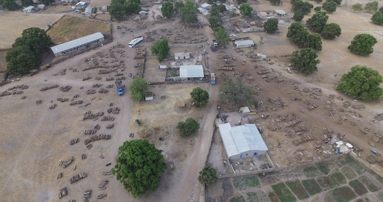 ​La Chine pille les forêts de la Casamance, alerte Ali Haïdar 