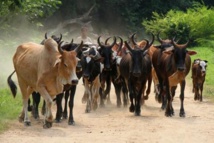 ​Vol de bétail dans le Balantacounda : Les éleveurs en rogne veulent se faire justice 