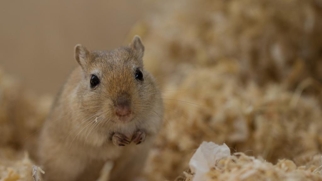 Mali: comment une souris a empêché un avion d'Air France de décoller