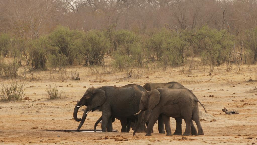 L'inexorable disparition des éléphants d'Afrique