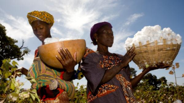 Mali: le secteur du coton en bonne voie