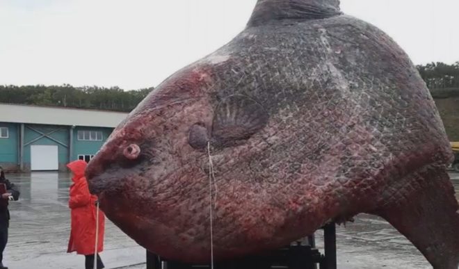 Russie : Un poisson-lune de plus d’une tonne pêché dans le Pacifique