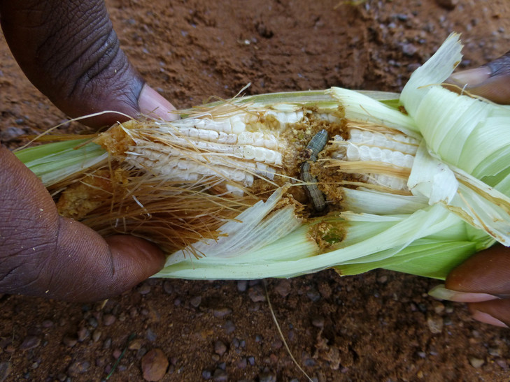 Les pays africains producteurs de mais menacés par la "chenille légionnaire" de perdre 1900 à 3300 milliards Fcfa par an