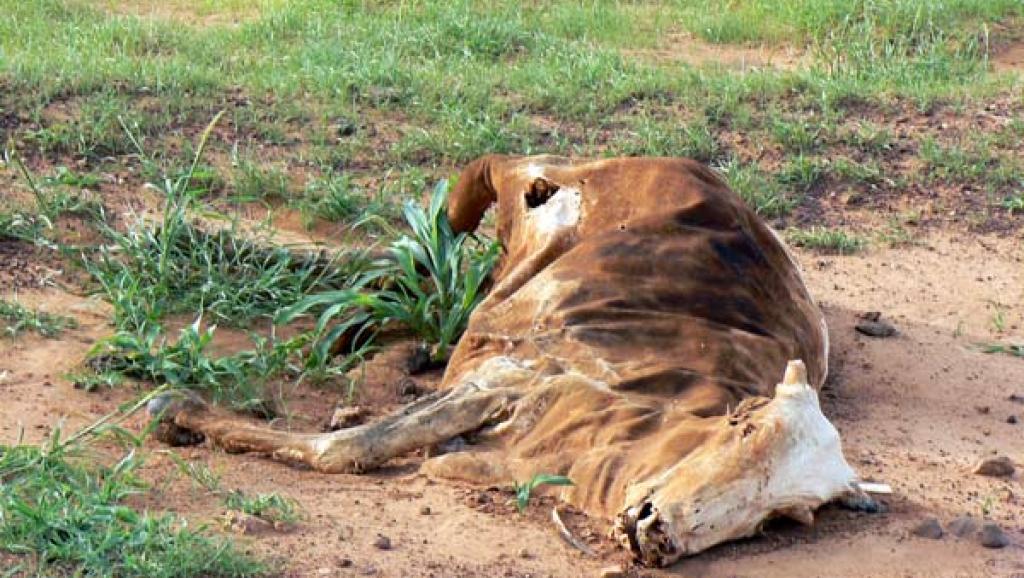 RDC: une mystérieuse épidémie touche les bovins dans le sud-est du pays