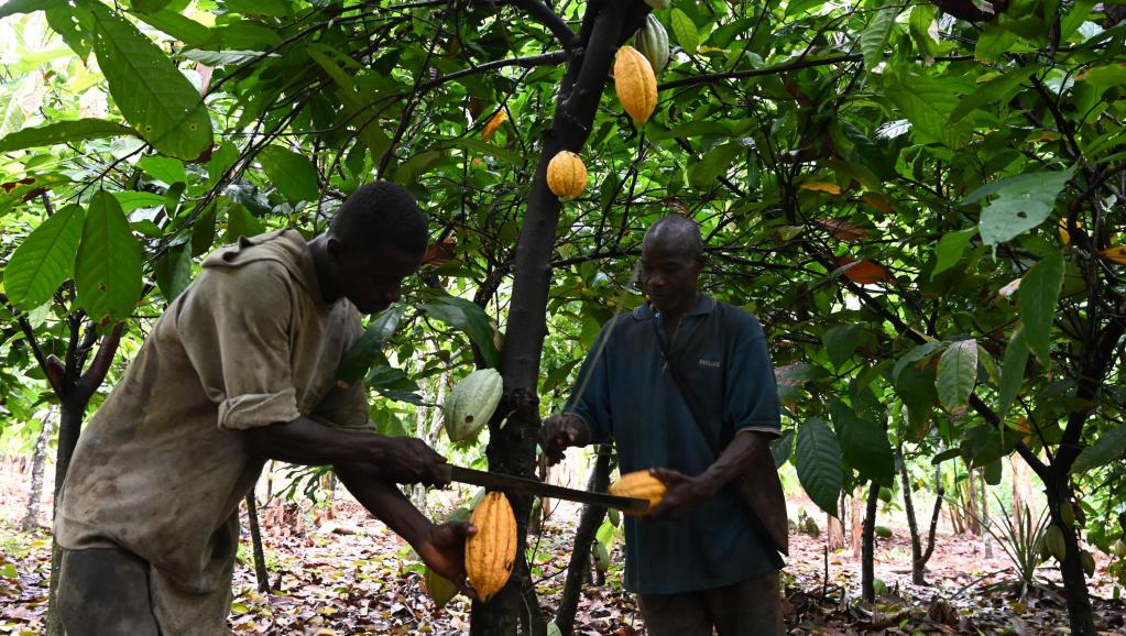 En Côte d'Ivoire, un exemple de transition agroécologique appliquée au cacao