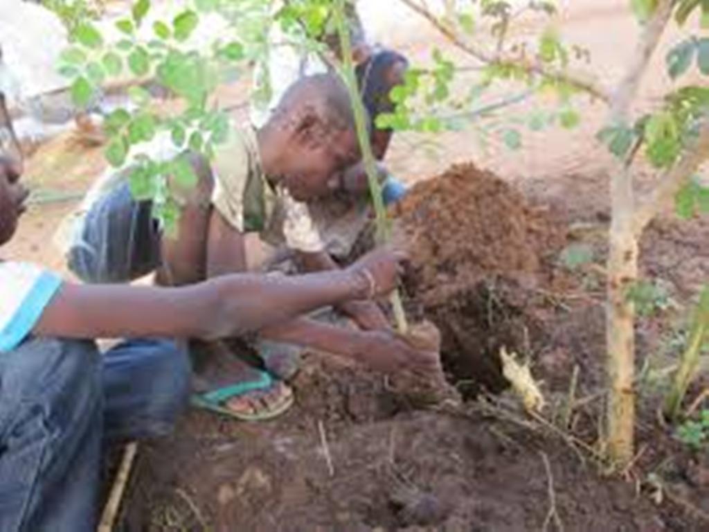 ​Lutte contre la coupe illicite de bois en Casamance: plus de 100 mille plants produits par les services des eaux et foret