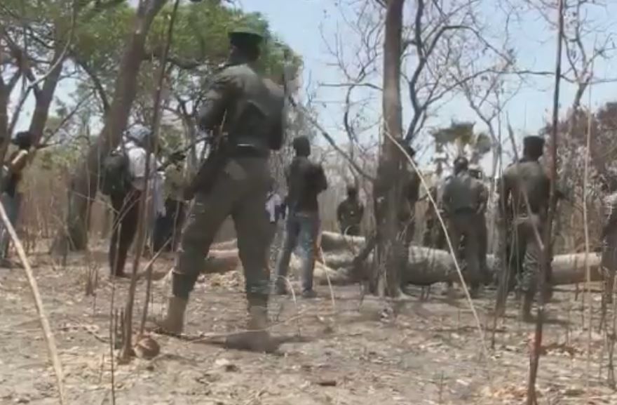 ​Lutte contre la coupe illicite de bois en Casamance: plus de 100 mille plants produits par les services des eaux et foret