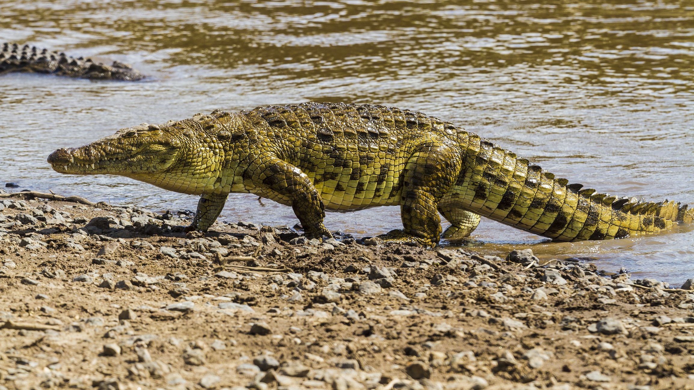 Guinée-Bissau: des crocodiles envahissent la capitale après des inondations