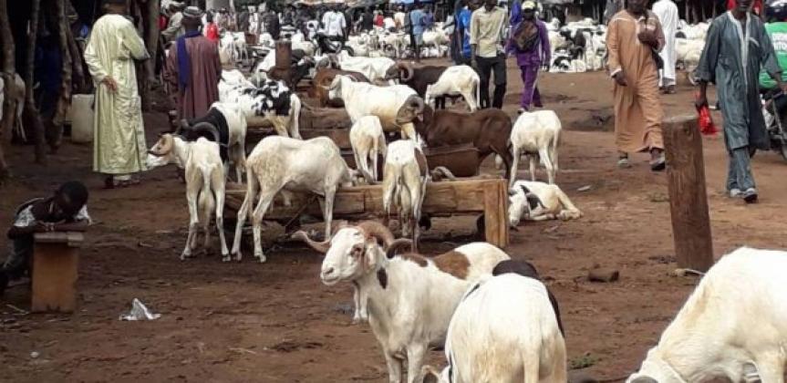 Circulation faux billets dans les foirails: les vendeurs de moutons promettent la mort aux faux-monnayeurs !