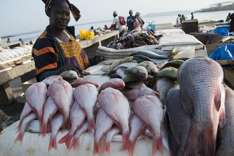 Pêche au Sénégal: L’état des stocks des ressources halieutiques en crise