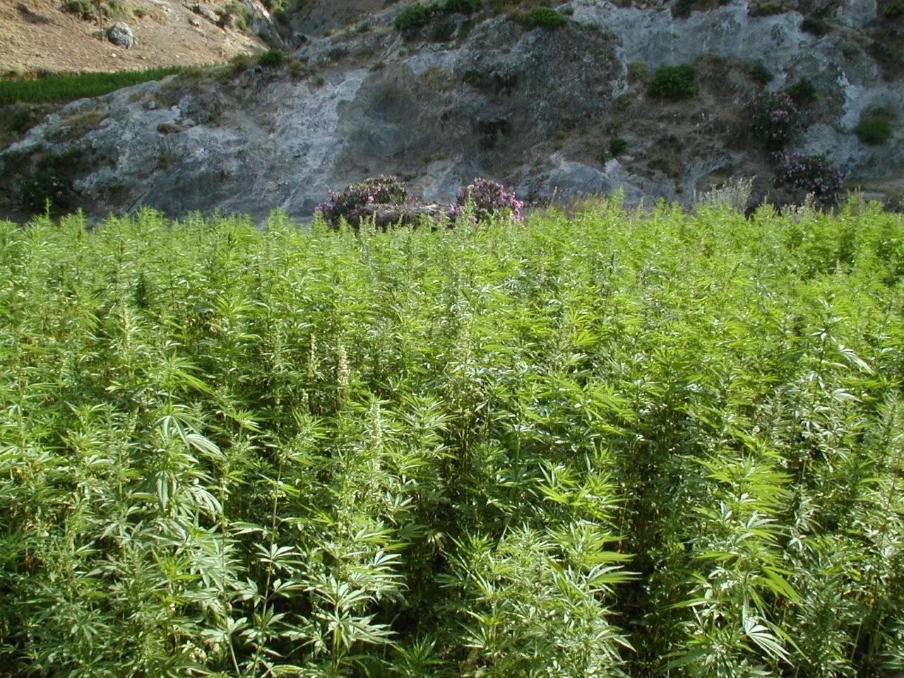 Un champs de Cannabis au Maroc