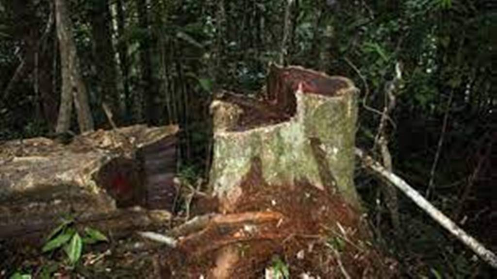 ​Trafic de bois de rose en Casamance: la Suisse ouvre une procédure pour crime de guerre