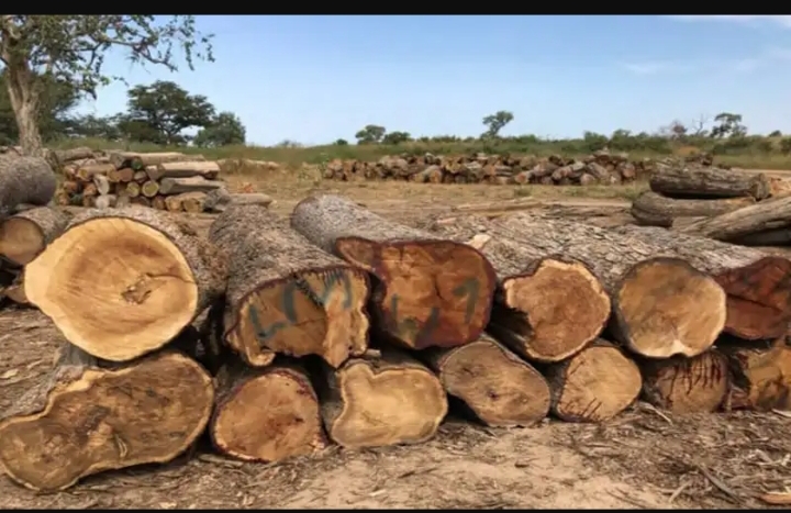 Greenpeace Afrique félicite la Gambie pour sa décision d'interdire les exportations de bois