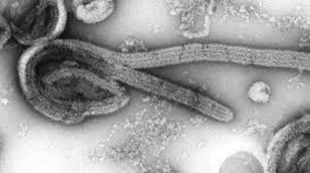 health authorities call for vigilance against Marburg virus