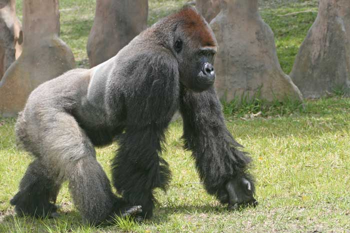 Insolite : Un gorille s’échappe du parc Hann et crée la panique