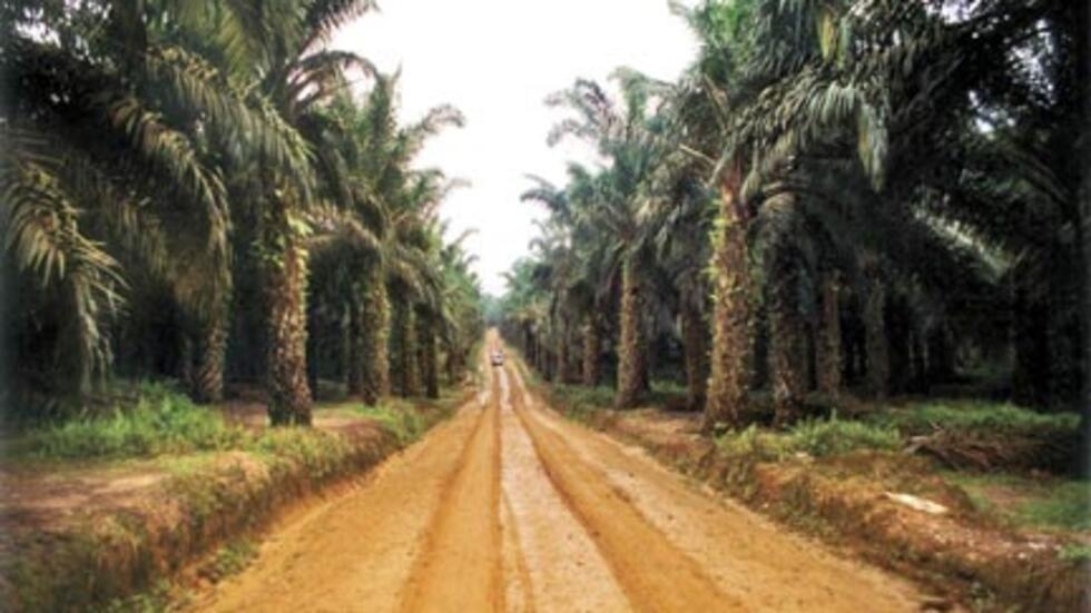 Opération de reboisement au Sénégal : 50 000 palmiers à huile reboisés en Casamance