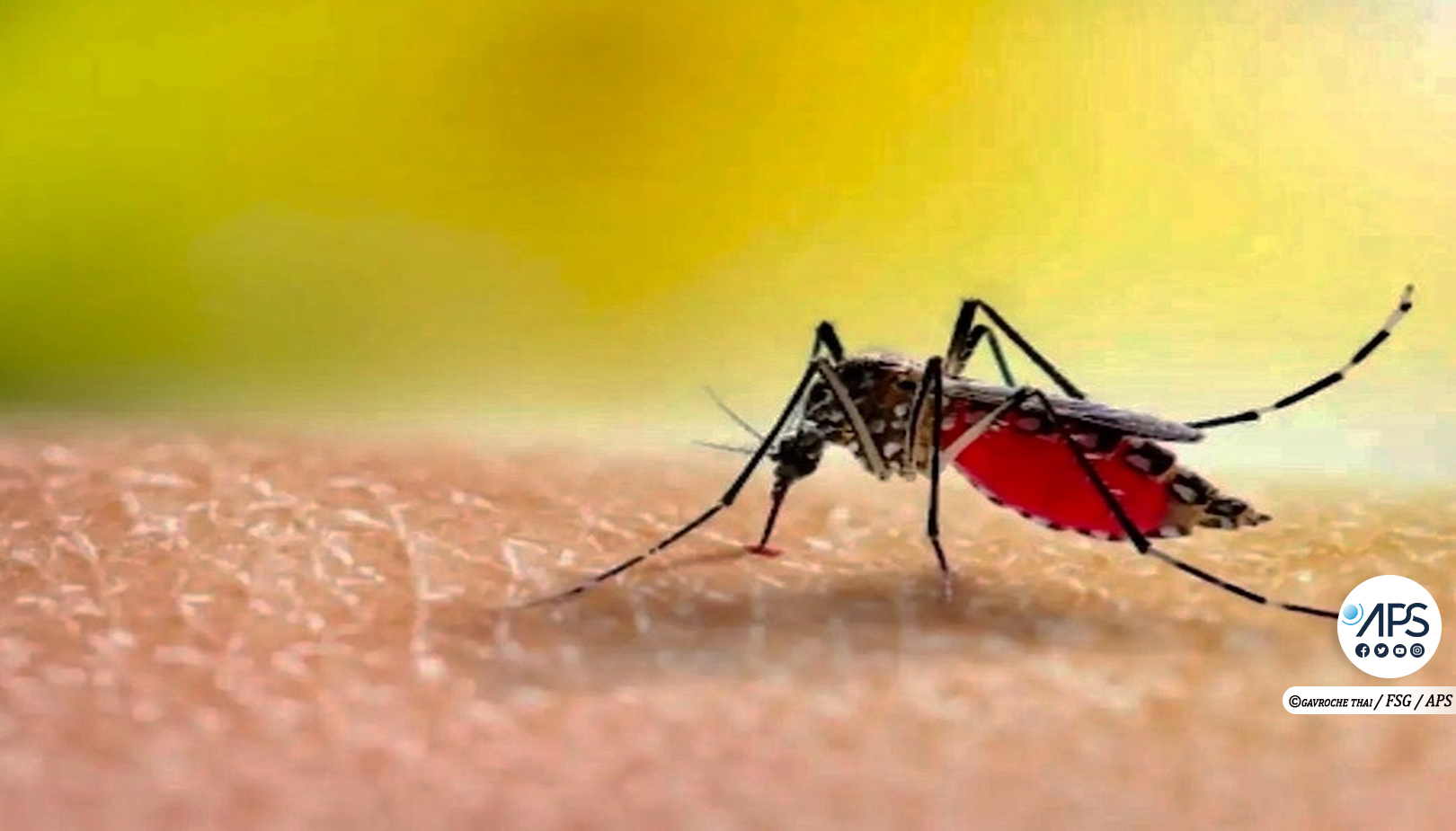 ​Apparition de cas de chikungunya : le Sénégal lance une campagne de prévention