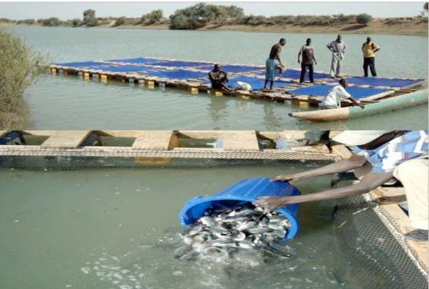 Aquaculture : Dr Téning Sène souligne la nécessité de renforcer la capacité des acteurs du secteur privé