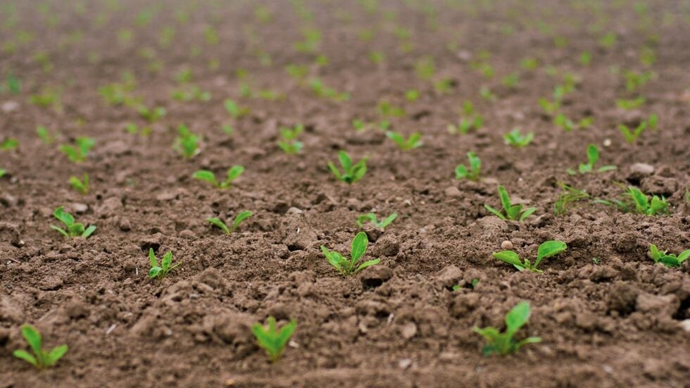 Tunisie: les semailles perturbées par le changement climatique