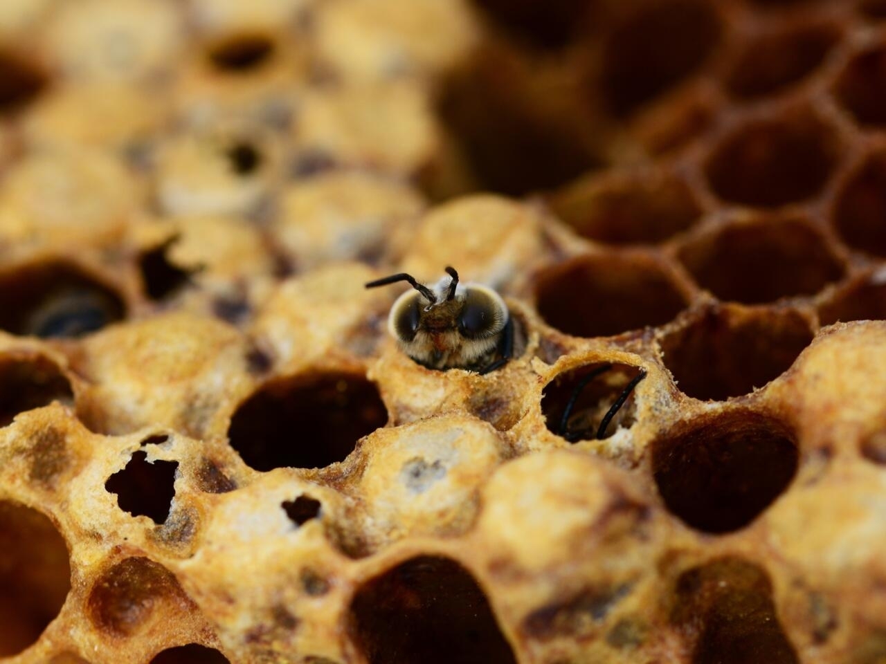 En Côte d'Ivoire, l'apiculture comme alternative au glyphosate