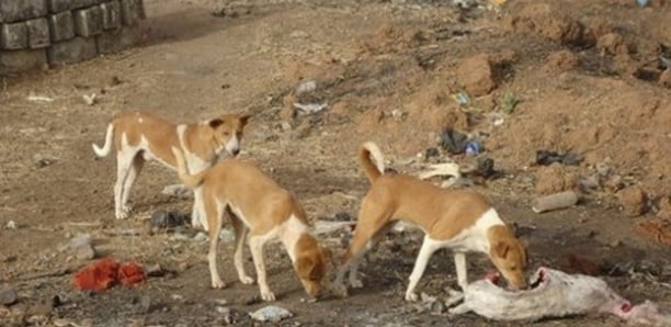 Bignona : les populations alertent sur la présence de meutes de chiens errants dans les cimetières