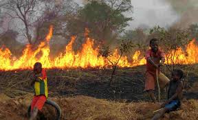​Dagana : des champs ravagés par un incendie dévastateur