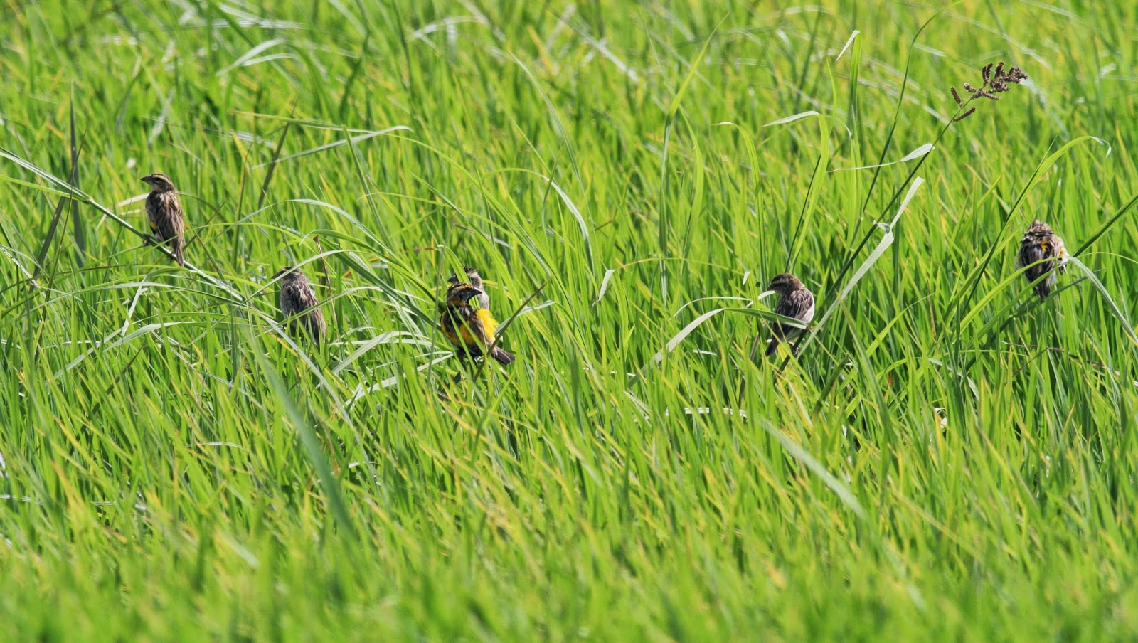 Dagana : les producteurs redoutent le spectre des oiseaux granivores