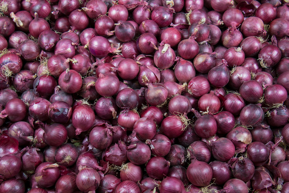 Potou (Louga) : les producteurs d’oignon lancent un SOS à l’Etat