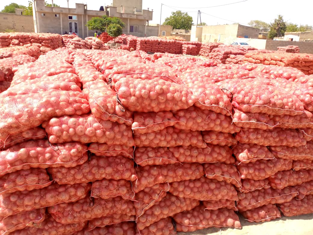 Des récoltes d'oignon au village de Diagambal qui attendent leur écoulement