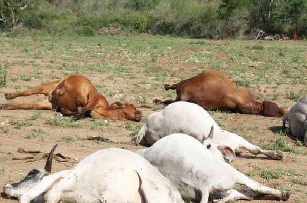 Abéné : mystère autour de la mort de plusieurs bœufs