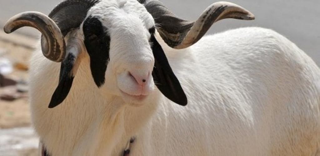 ​Mbour : 26 moutons de race «Ladoum» emportés par des voleurs