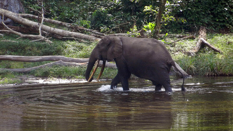 Congo-Brazzaville: colère contre un permis d’exploration pétrolière dans le parc de Conkouati-Douli