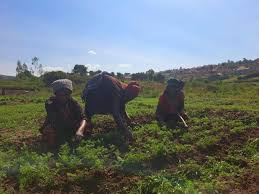 Rwanda: les agriculteurs s'inquiètent de l'accès aux terres agricoles