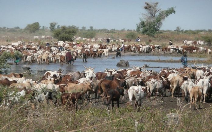 Foncier pastoral : un projet d'application en gestation