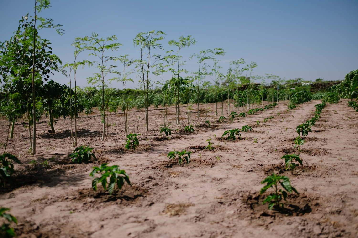 Louga : lancement d’une opération de plantation de 5 000 arbres