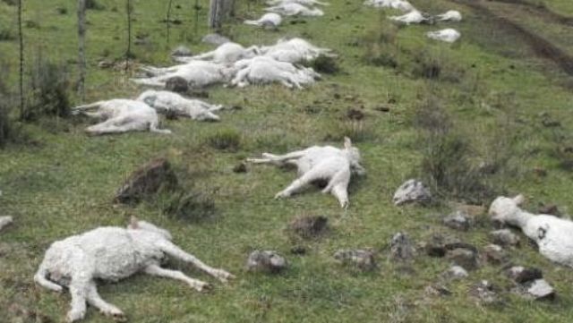 ​Fortes pluies : les moutons se meurent dans les foirails