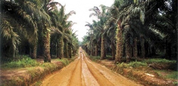 Casamance : 24 ans après, la route de la zone des palmiers ouverte à la circulation