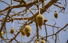 Ressources forestières : 50 tonnes de fruits de baobab produits dans la région de Kaffrine en 2023