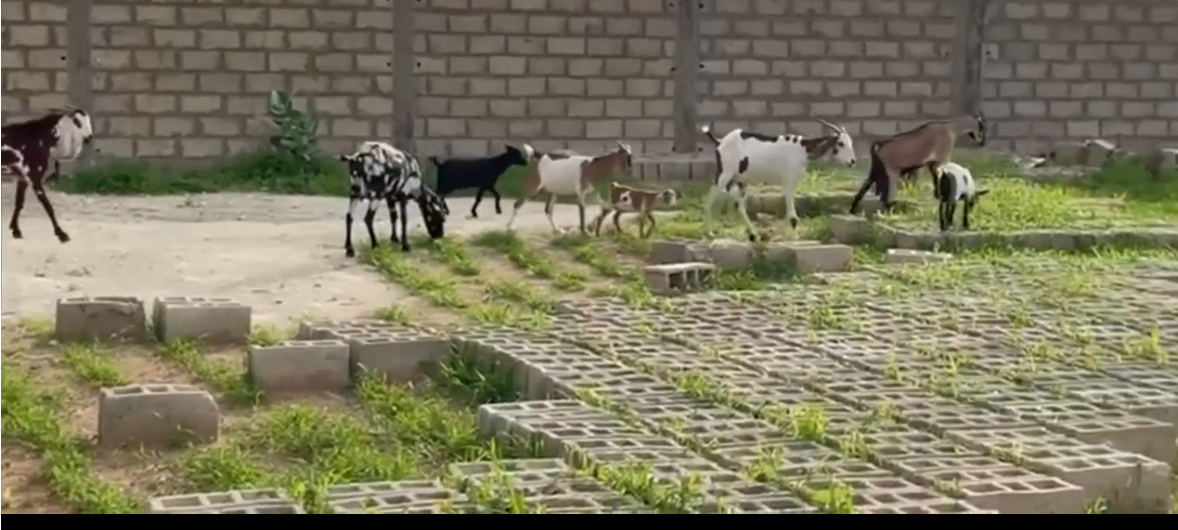 Vol de bétail à Malicounda : une trentaine de mouton emportée, le gardien violemment tabassé par les malfaiteurs