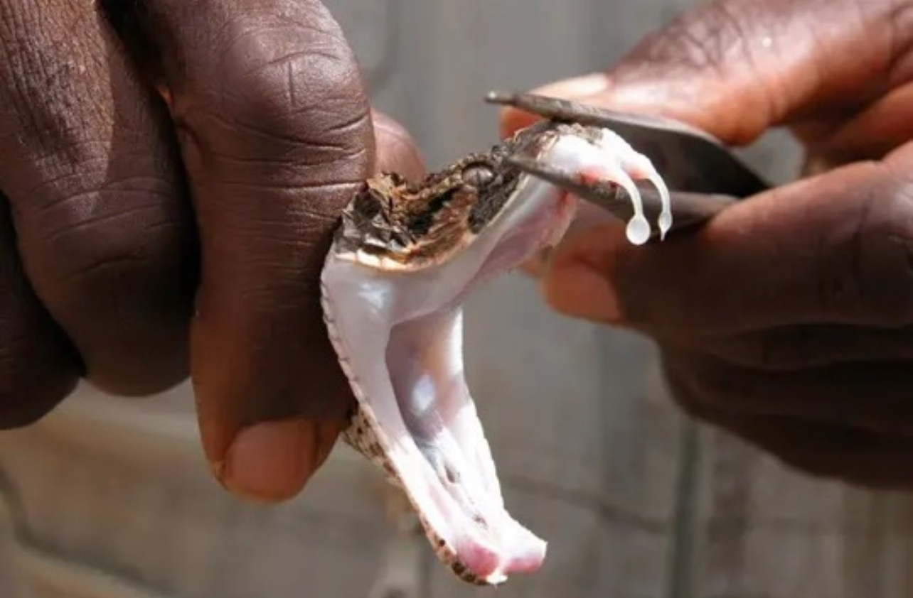 "Un décès par morsure de serpent enregistré toutes les 4 à 6 minutes dans le monde", selon l'Oms