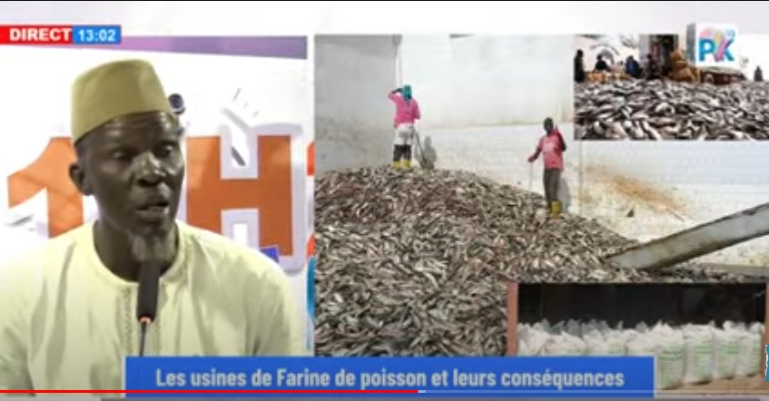 Dégradation de la biodiversité: Mamadou Sarr alerte sur le processus de fabrication de la farine de poisson