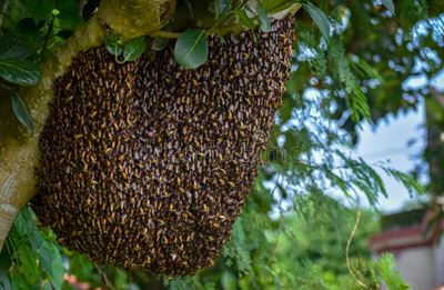 Niakhar : une attaque d'abeilles à Tella Yaar Gouye fait un mort