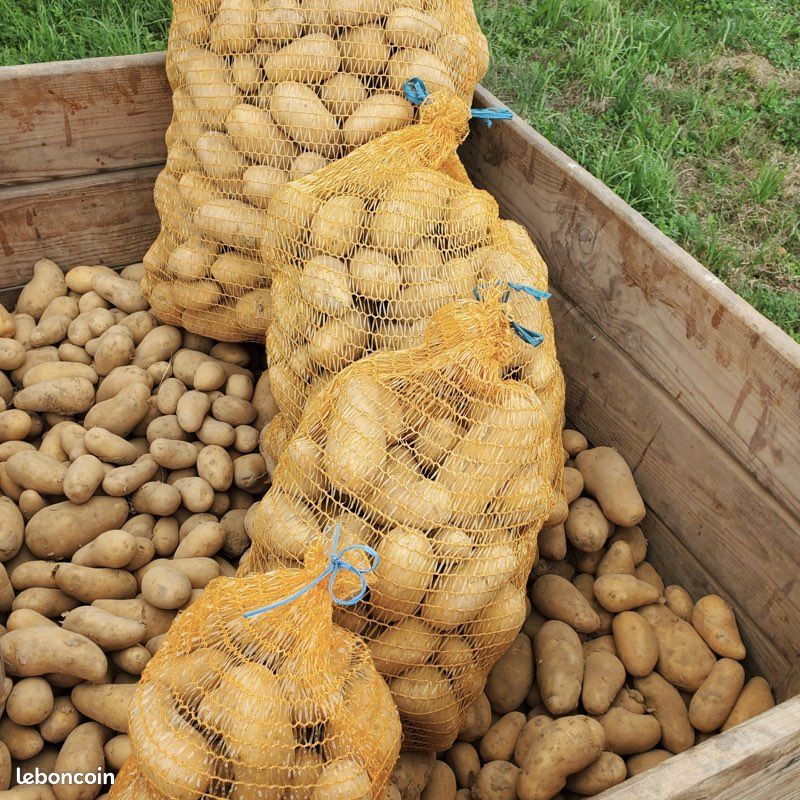 Thiès: il tue son camarade pour un sac de pomme de terre 