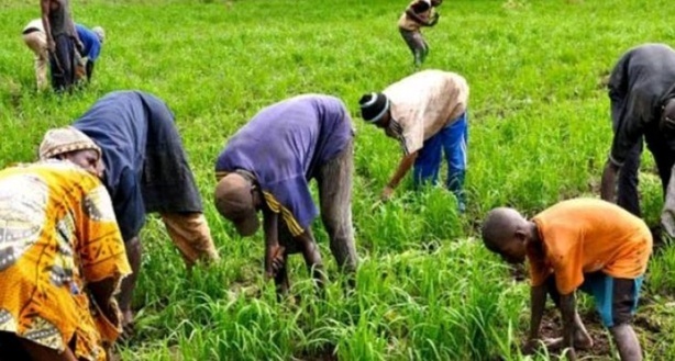 Sénégal: la formation des producteurs, une condition pour atteindre l’autosuffisance en riz