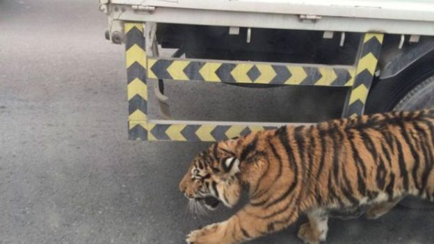 Un tigre dans les rues de Doha