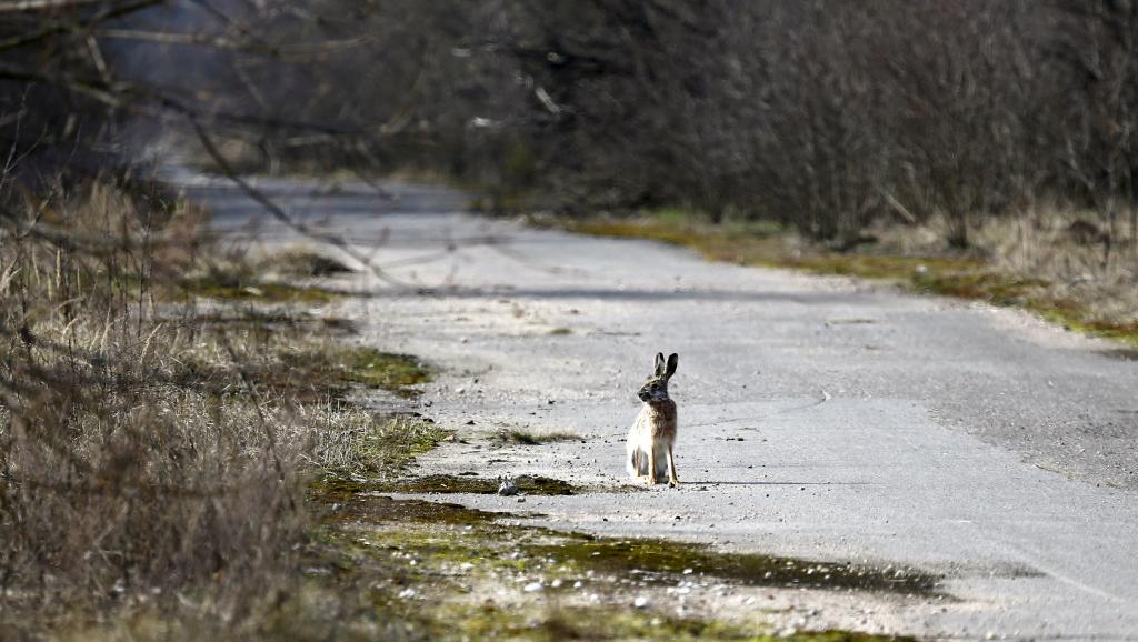 Trente ans après la catastrophe, la nature reprend ses droits à Tchernobyl