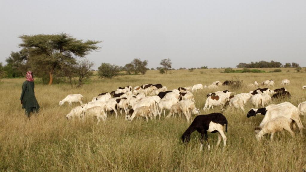 Nigeria: regain de violence entre bergers peuls et fermiers dans l'Etat de Benue